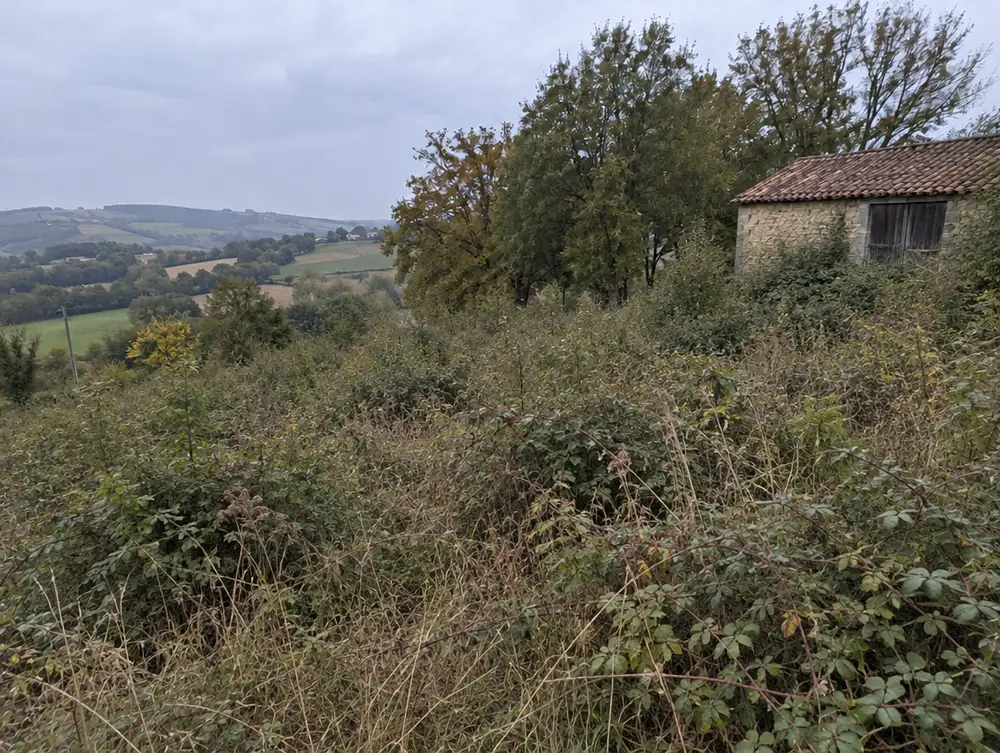 Avant : terrain envahi de ronces