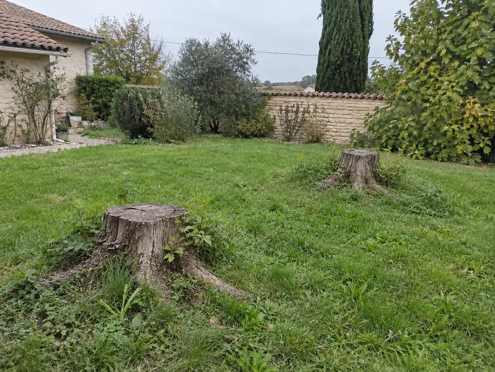 Avant : souches dans la pelouse